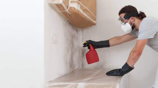Professional Attic Mold Removal technician working in Burgess, VA