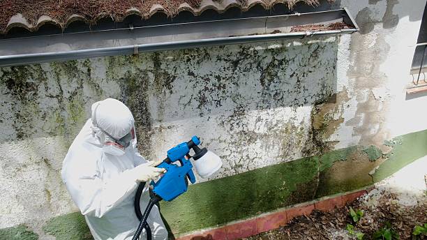 Trusted Attic Mold Removal service in Burgess, VA - Cheap Mold Removal